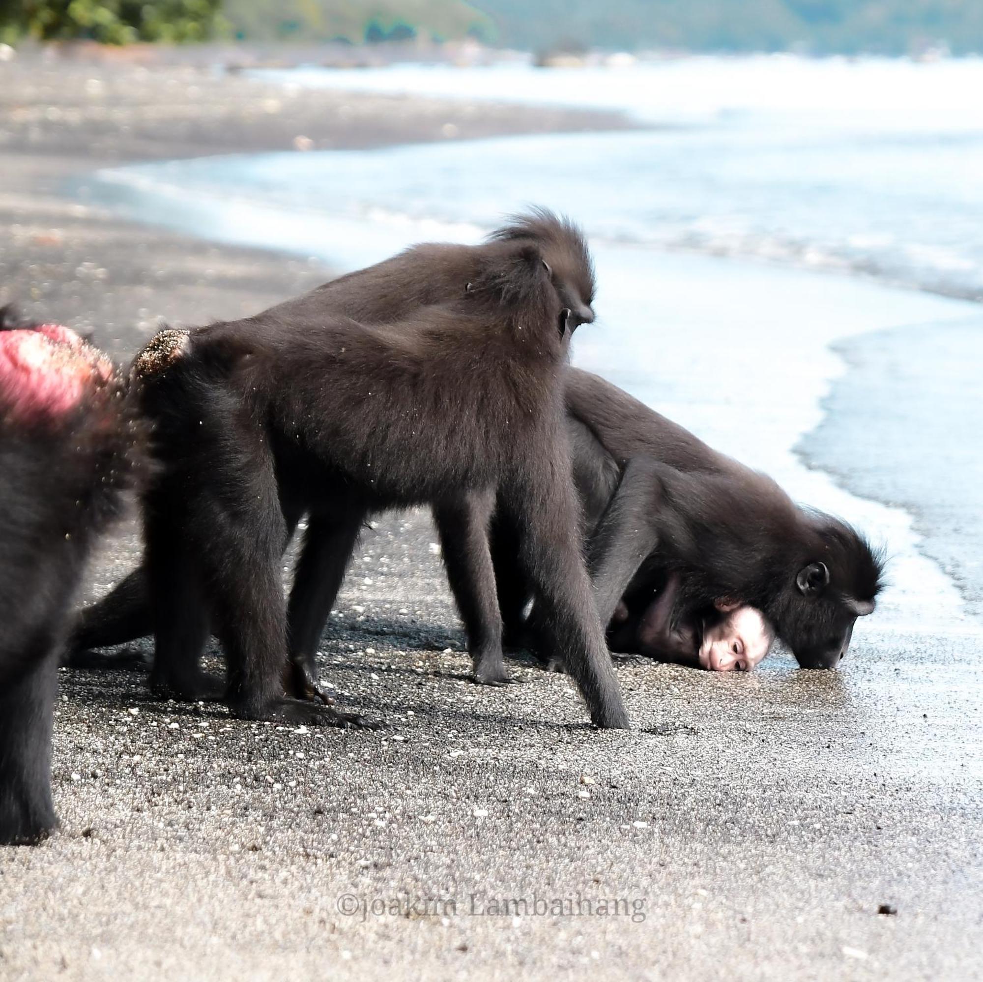 Tangkoko Backpacker Home Stay Rinondoran Екстериор снимка